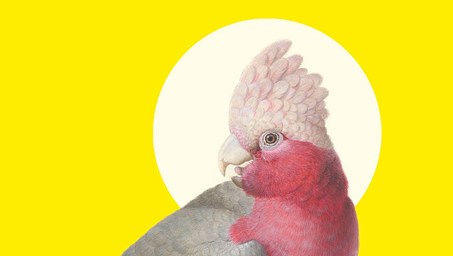Pinker Kakadu vor gelbem Hintergrund